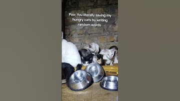 Every bit of your support counts. Click on the links in our bio to donate for any support🙏#help #cat