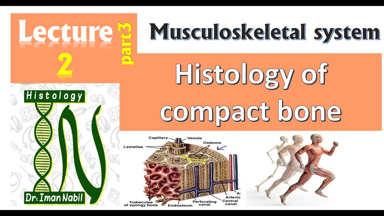 2c- Histology of Compact bone