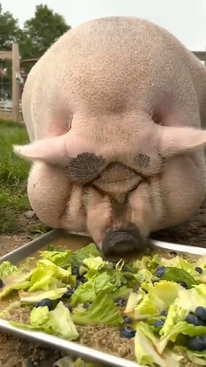 Babi tergemuk di dunia ini 😬