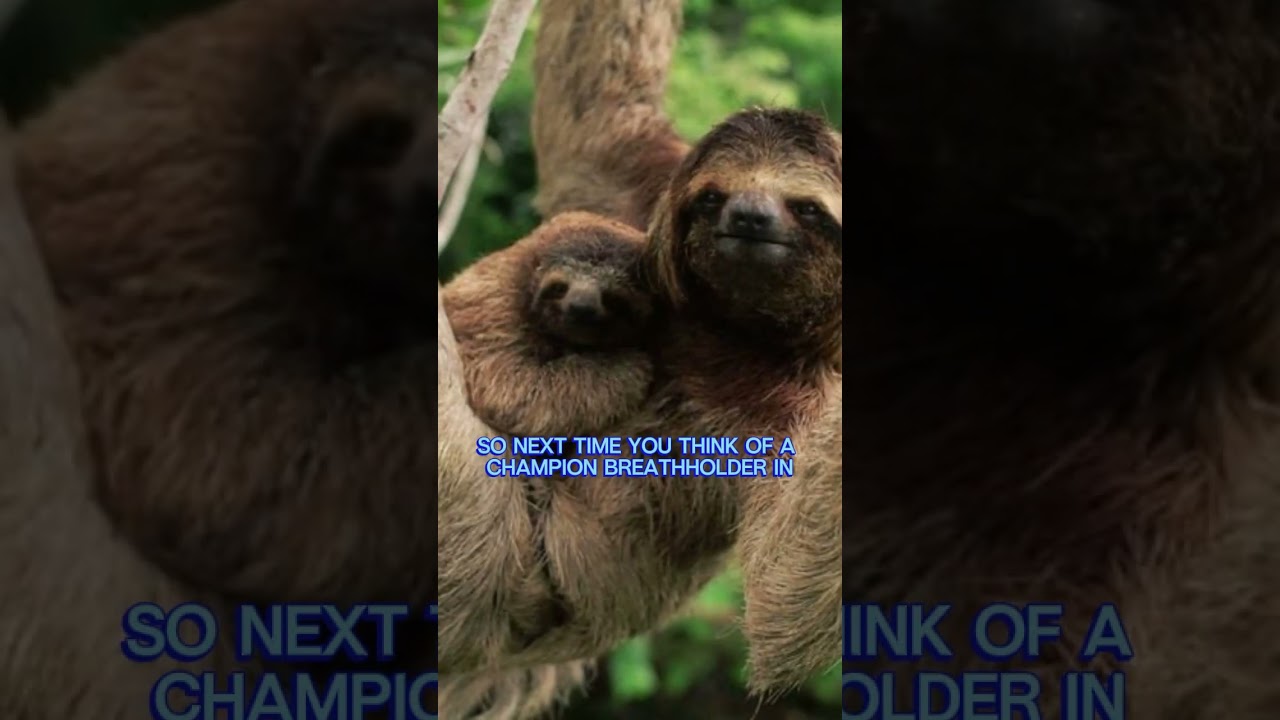 The Underwater Zen Masters: Surprising Sloth Information Facts 🍃💧 