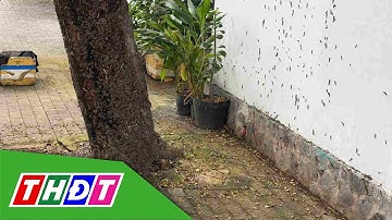 TP.HCM: Phun thuốc xử lý đàn sâu róm bò vào nhà dân | THDT