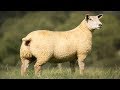Charollais Sheep | Large Well-Muscled