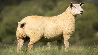 Charollais Sheep | Large WellMuscled