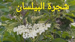 شاهد فخامة زهر البيلسان وتعرّف على هذا النبات المدهش !