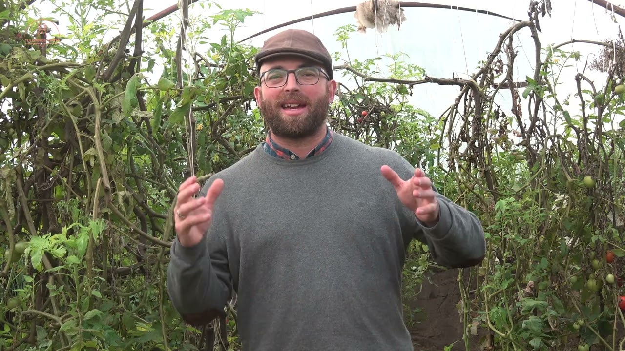 Évértékelő a walipiniből - Kísérlet zárása