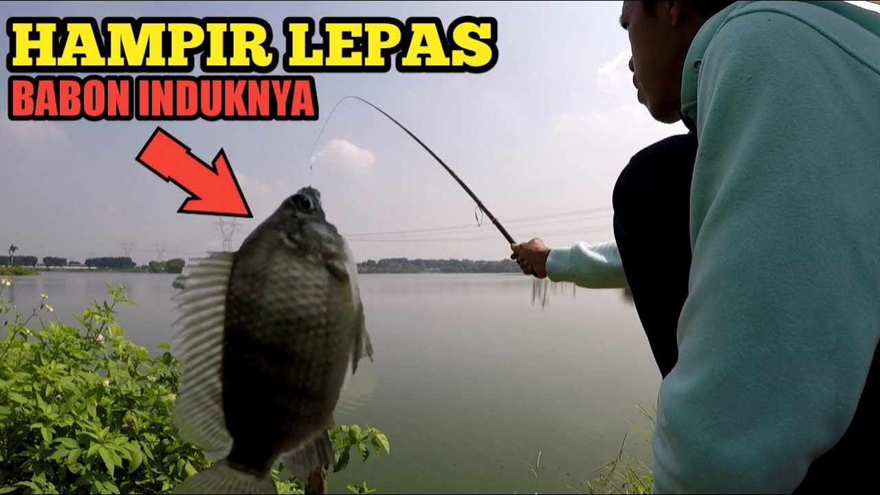 MANCING IKAN NILA BABON HAMPIR LEPAS || STRIKE DI BUNGALOW - nikomas