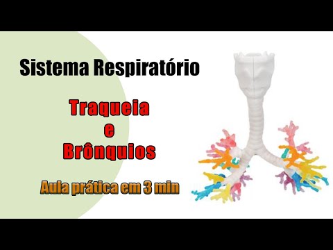 Vídeo: Os bronquíolos têm anéis de cartilagem?