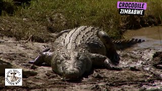 Dangerous Problem Crocodile Hunted in Zimbabwe