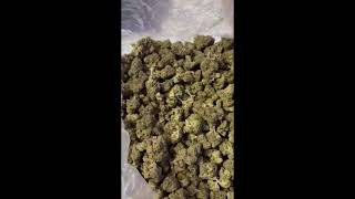 Wholesale THCA Pounds 101 | Indoor, Light Dep, Light Assist + Tier Language (Explained)