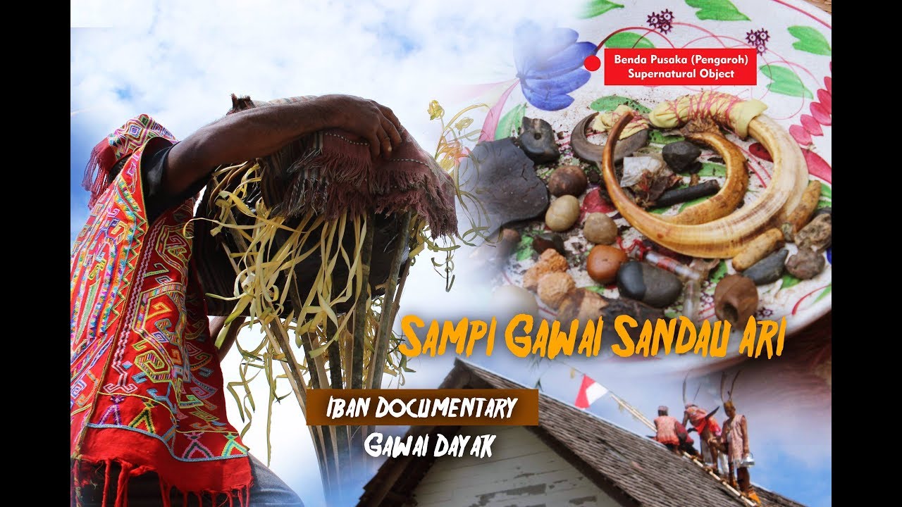 🎥 Adat Iban - leka Sampi Gawai Sandau Ari  #IbanDocumentary #Dayak