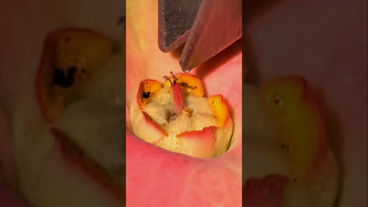 Close-up Flower Dissection - White Fluid surprise 