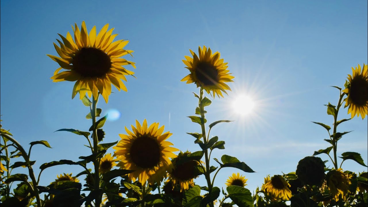 Sunflower Field, Markham 2022 YouTube