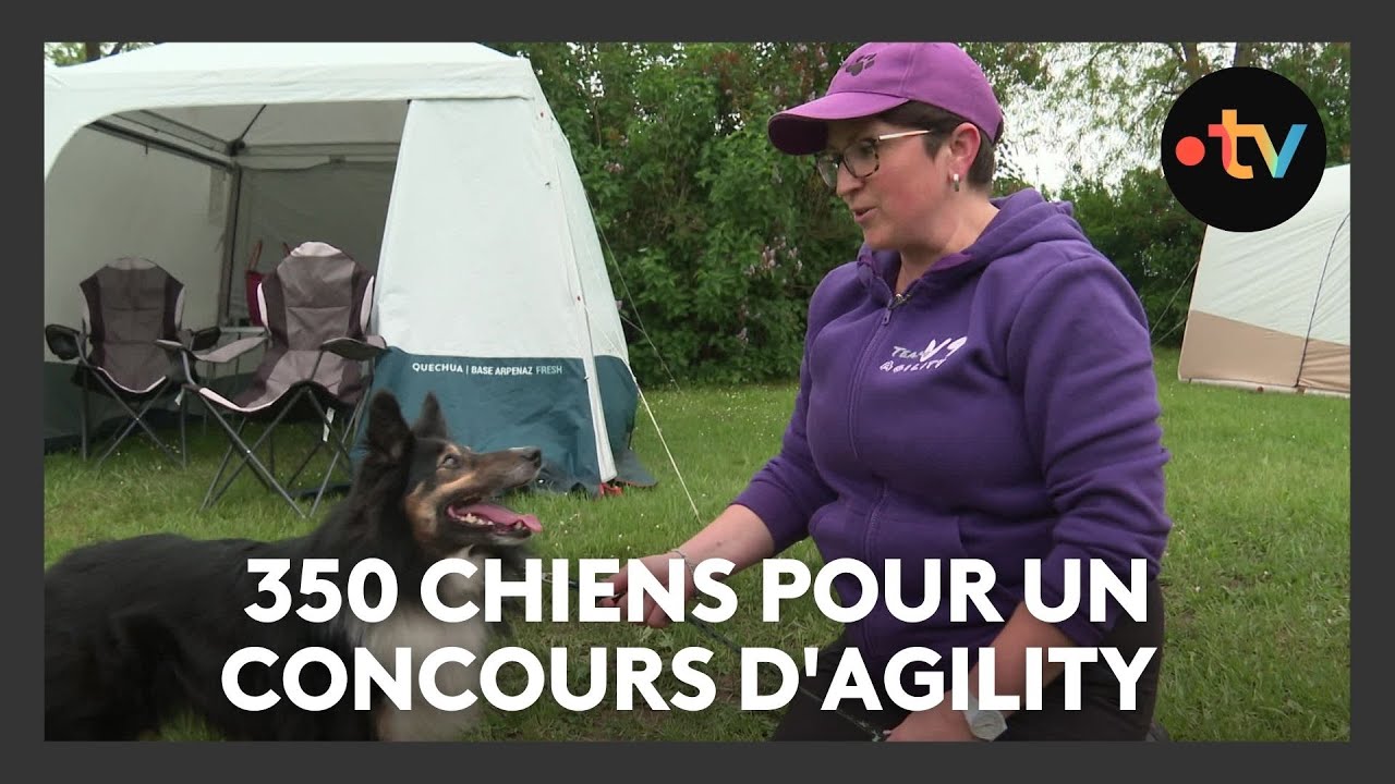 350 chiens en compétition pour un concours d'agility à Village-Neuf