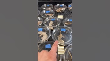 Reptile Expos Have SO MANY GECKOS!