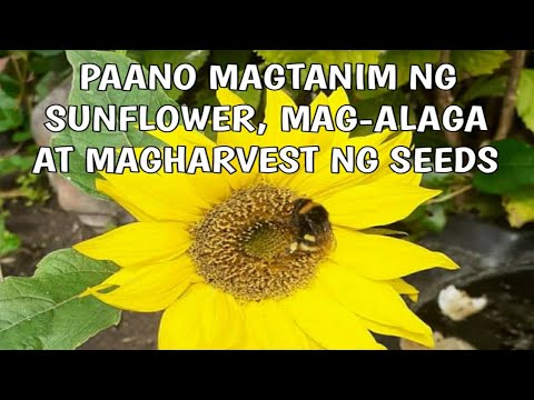 Video: Pag-aani ng Sunflower: Paano Mag-harvest ng Sunflower Seeds