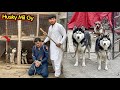 FINALLY I GOT A HUSKY DOG🙏 TAHSEEN KI CHORI PAKRI GAI 😠