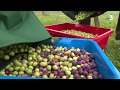 Rcolte des olives en charente maritime