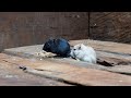 Cat games  cat tv  mouse hide  seek digging burrows playing and squeaking   catching real mouse