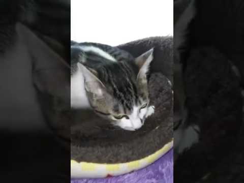 猫のこまちゃん 寝床の毛布をチュパチュパ吸う Youtube 猫のこまちゃん 寝床の毛布をチュパチュパ吸う Youtube