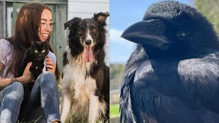 Cat Who No One Wanted Becomes BFFs With A Crow! ‍⬛