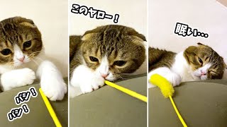 🐈遊んでいたら急に睡魔に襲われる猫w #shorts