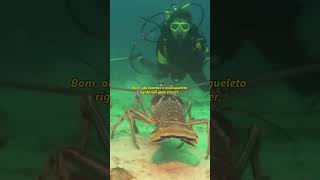 How do lobsters grow?