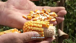 Segunda safra de milho deverá ser a maior dos...