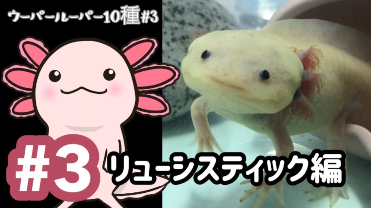 リューシスティック含むウーパールーパー10匹 リューシスティック【ウーパールーパー10種紹介#3】 - YouTube