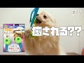 わんこの癒し！マッサージブラシで愛犬は癒される？