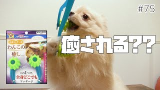 わんこの癒し！マッサージブラシで愛犬は癒される？