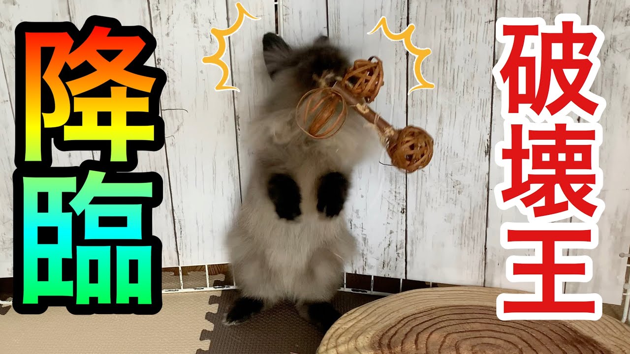うさぎがパンチをしてくる意味とは 怒ってる うさパンチの嵐 Youtube うさぎがパンチをしてくる意味とは 怒ってる うさパンチの嵐 Youtube