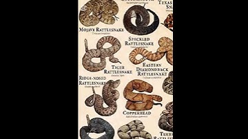 Types of snakes | part 2 #shorts # trending #viral  #shortvideo  #official video