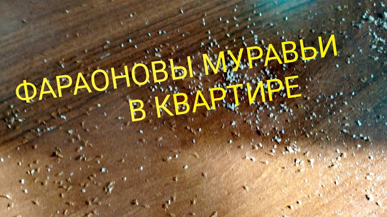 Домашние Фараоновые Муравьи🐜снова Атаковали💥Везде кучи кладок.💯Это надо ...