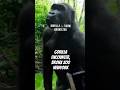 gorilla encounter, Bronx zoo, new York #shorts #gorilla #monkey #wildlife #zoo #newyork #travel