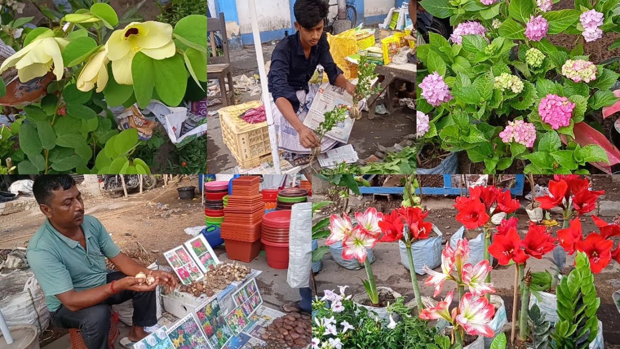 Galiff Street Flower Plants Market Visit | Kanchan Plant Hydrangea Plant Lily Plant Oleander Plants