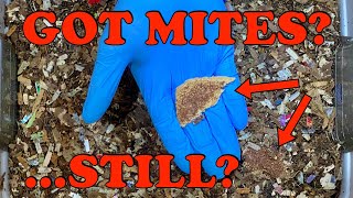How To Estimate The Number Of Mites In Your Worm Bin & What To Do Or Not Do About Them Vermicompost