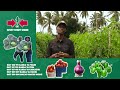 ANGALIA MBEGU YA NYANYA AINA YA DHAHABU F1 ILIVYO MKOMBOZI KWA WAKULIMA ANGALIA MBEGU YA NYANYA AINA YA DHAHABU F1 ILIVYO MKOMBOZI KWA WAKULIMA