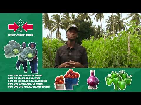 ANGALIA MBEGU YA NYANYA AINA YA DHAHABU F1 ILIVYO MKOMBOZI KWA WAKULIMA