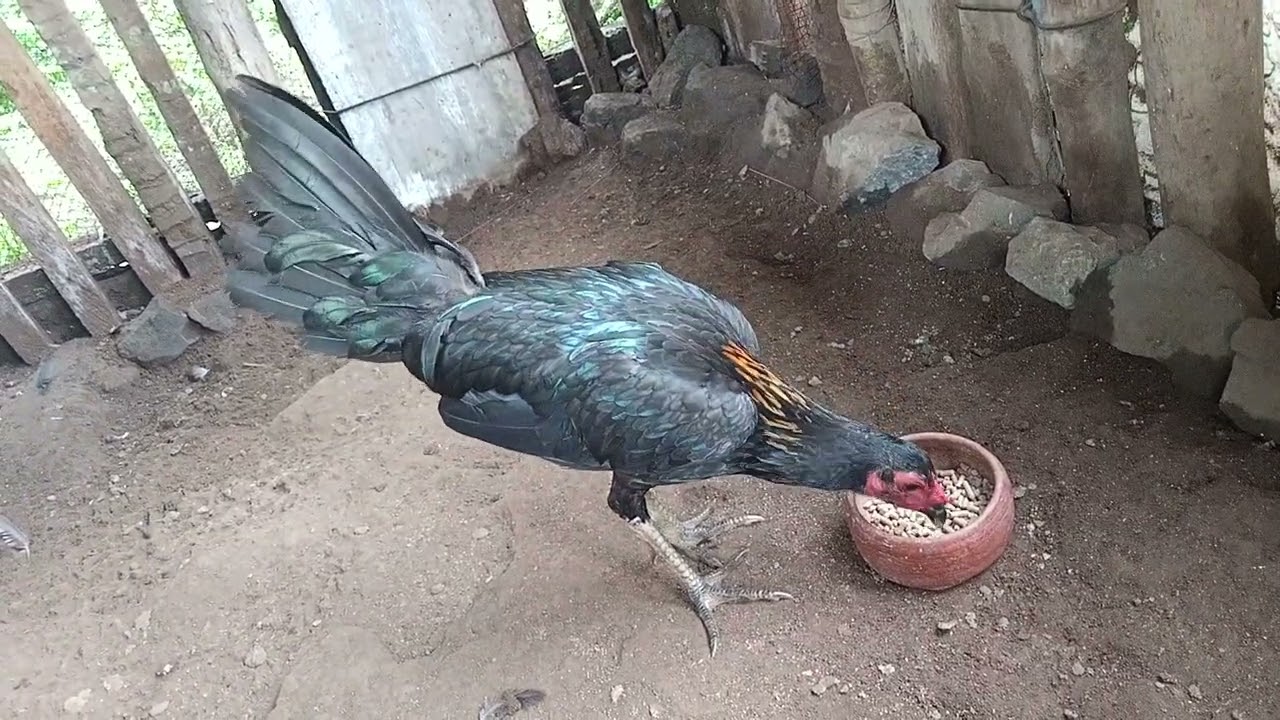 Spangle Hatch x SBR Mcrae Hennie 4 Months Old