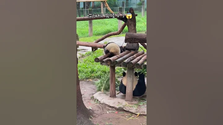 大熊貓想拿竹子爬上高臺吃，可惜功虧一簣 |  A panda failed to climb onto a high platform with bamboo #panda #大熊貓 - 天天要聞