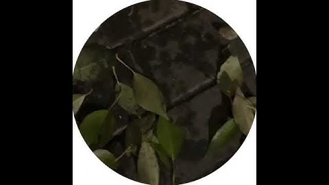 elyaplugg! - Звезда (snippet 24.11.24)