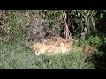 Lion cub gets thrown in a ditch by its mother