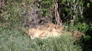 Lion Cub Gets Thrown In A Ditch By Its Mother