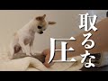 湯たんぽが大好きすぎて猫みたいにぬくぬくする犬がかわいい