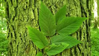 ID That Tree: Hackberry