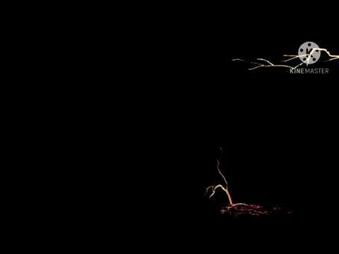 Coraźon Films/Sahara One Motion Pictures/Yan & Yago Films (2010)