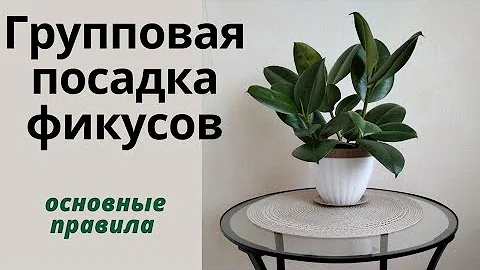 Какие черенки готовы к посадке в грунт? МОЖНО ли сажать несколько фикусов в один горшок?