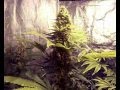 skun#1 2011 (medicinal grow)