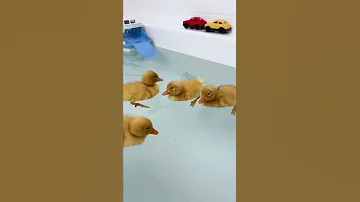 أنظر آلي صغار البط وهو يسبح في الحوض الأستحمام وكأنها بركة مياه 