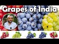 Most popular grape varieties of india  can you grow in your state 
